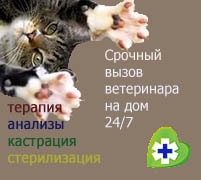 ветеринарный врач для лечения кошке кошка заболела