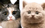 Стерилизация кошек на дому