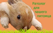 Ветеринар ратолог для кролика