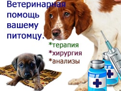 услуги заболевшей собаке