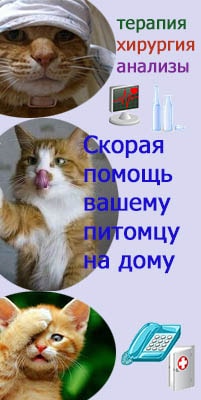 кошки,хирургия,терапия,анализы