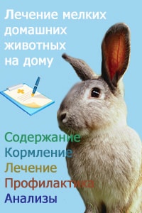 лечение мелких животных на дому