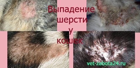 фото при выпадении шерсти у кошек