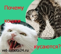 почему кошки кусаются